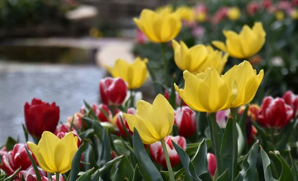 Tulip Kwiat Piękne Tulipany Dziedzinie Tulipan Tło Zielony Liść Grupa — Zdjęcie stockowe