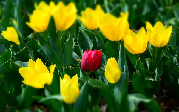 One lonely red tulip, in a field among yellow tulips. Red tulip on a background of yellow tulips. Single red tulip that was accidentally planted among yellow tulips