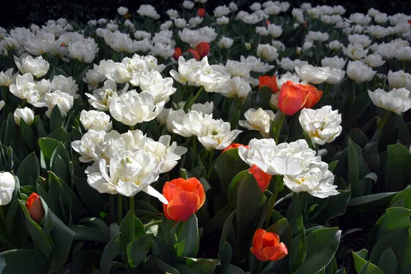 Samotny Pomarańczowe Tulipany Polu Wśród Białe Tulipany Tulipan Pomarańczowy Tle — Zdjęcie stockowe