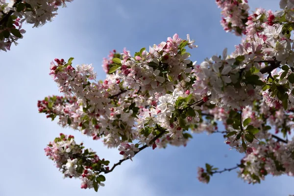 Tam Bloom Pembe Beyaz Kiraz Çiçeği Kiraz Çiçekleri Kiraz Ağacı — Stok fotoğraf