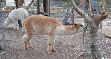 Alpaka (Vicugna Paços) familyasından Güney Amerika Devegiller, benzer şekilde, bir ve çoğu Lama ile karıştırılan.
