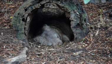Australian wombat juvenile Vombatus ursinus sleeping. Common wombat (Vombatus ursinus). Wild life animal. clipart