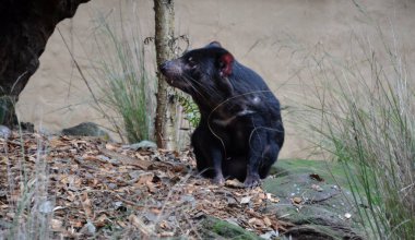 Yere tamanian şeytan (Sarcophilus harrisii). Sadece Tasmania Avustralya'da yaşayan nadir yırtıcı hayvan.