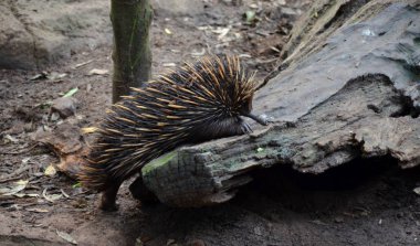 Tachyglossus aculeatu bir ağaç dalı tırmanma dikenli karıncayiyen (spiny anteaters). Sadece biri yumurtalarını bırakmak birkaç yaşam memeliler.