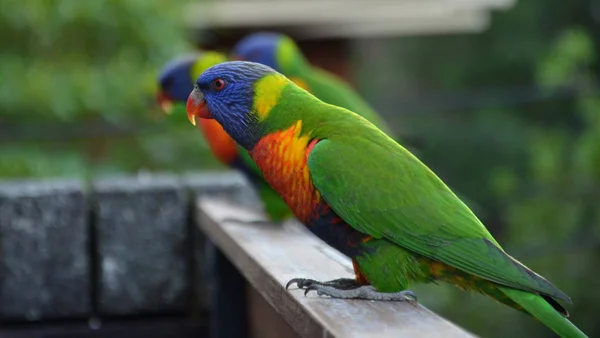 Lori Arco Iris Colorido Trichoglossus Haematodus Balcón — Foto de Stock