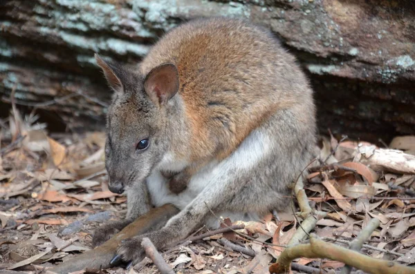 Rock Wallabies Brown Yellow Rings Tail Yellow Paws Grey Fur — Stock Photo, Image