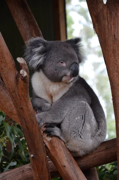 Primo Piano Koala Seduto Ramo Eucalipto Fauna Selvatica Australiana — Foto Stock