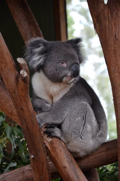 Close Coala Sentado Ramo Árvore Eucalipto Vida Selvagem Australiana — Fotografia de Stock