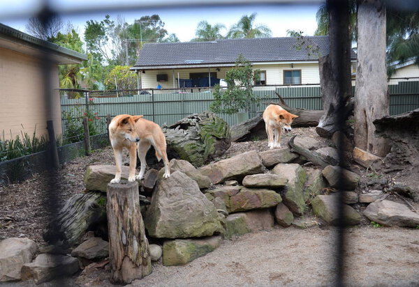 Sydney, Australia - Jun 21, 2015. Dingos in Featherdale Wildlife Park. The dingo or Canis Lupus is a free-ranging dog found mainly in Australia. Australian dingo relaxing in the afternoon sun.
