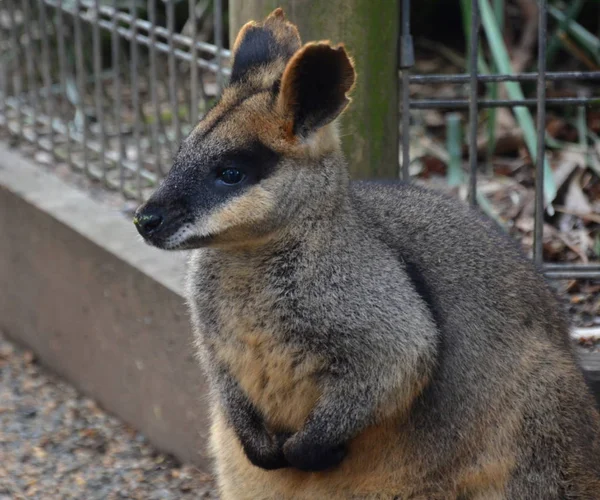 Wallaby Roccia Dai Piedi Gialli Hanno Anelli Marroni Gialli Sulla — Foto Stock