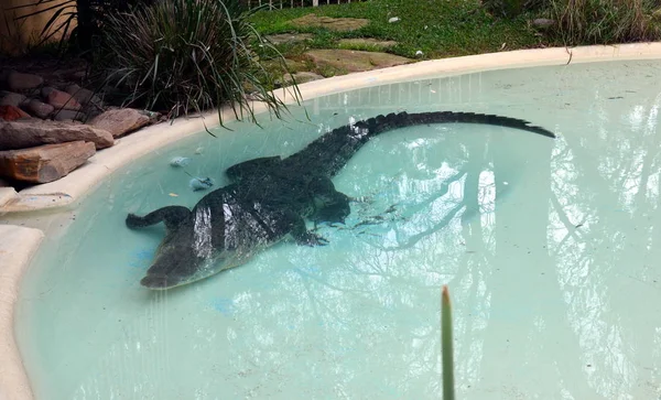 Сидней Австралия Июня 2015 Года Морской Крокодил Парке Дикой Природы — стоковое фото