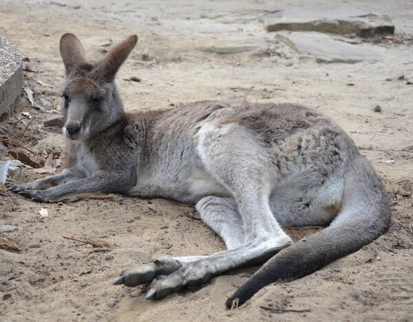Closeup of Eastern Grey Kangaroo (Macropus giganteus) in NSW Australia