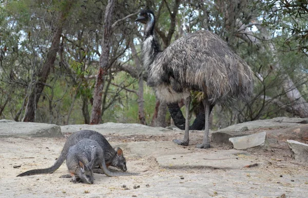 Wallaby Rocciosi Mangiano Erba Emu Più Grande Uccello Australiano Sullo — Foto Stock