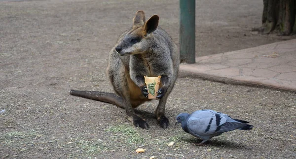 Geel Footed Rock Wallabies Zijn Met Bruine Gele Ringen Hun — Stockfoto