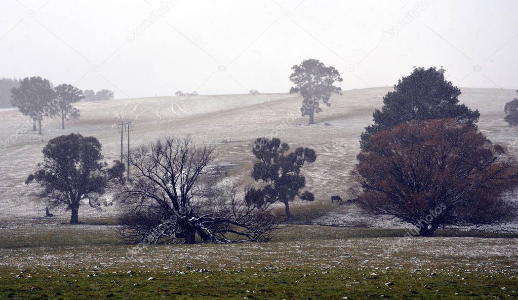 Scenes of rural Australia during a snow falling. Winter in countryside of Australia. Snow on the trees, on the branches and on the road.