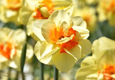 Sarı nergis (Narcissus) çiçek bahar görünümüne. Çiçek açan bahar çiçekleri Close-up. Sezon çiçekli nergis. Nergis bloom bahar.