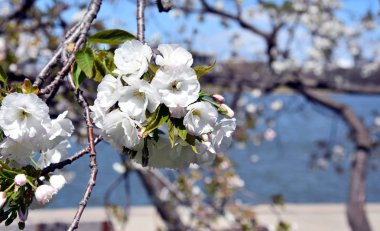 Tam Bloom pembe beyaz kiraz çiçeği. Kiraz çiçekleri kiraz ağacı dalı üzerinde küçük kümeler halinde. Sakura Japon kiraz çiçekleri Botanik Bahçesi.