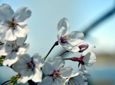 Tam Bloom pembe beyaz kiraz çiçeği. Kiraz çiçekleri kiraz ağacı dalı üzerinde küçük kümeler halinde. Sakura Japon kiraz çiçekleri Botanik Bahçesi.