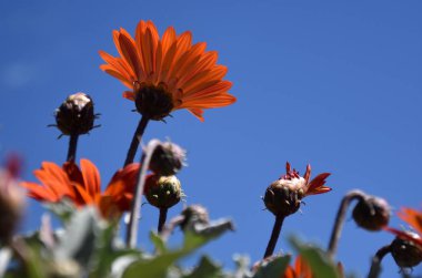 Turuncu gerbera jamesonii çiçek mavi gökyüzü karşı. Yeşil bahçe içinde gerbera daisy. Güzel turuncu gerbera papatya çiçek çiçek yatakta. Bahar kavramı.