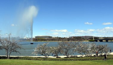 Bahar zaman göl Burley Griffin patika boyunca çiçek açan kiraz ağacı. Görünüm Kaptan Cook Memorial su jeti, Avustralya ve İngiliz Milletler Topluluğu Parkı'ndan Parlamento Binası Milli Kütüphanesi.