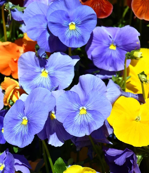 Gros Plan Fleurs Bleues Culottes Fleurissant Dans Jardin Gros Plan — Photo