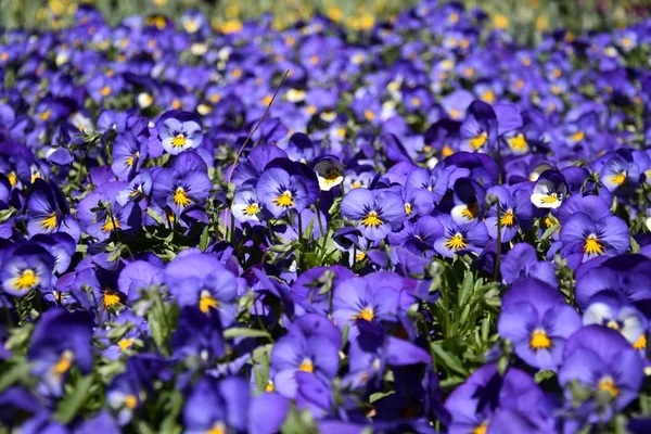 Gros Plan Fleurs Bleues Culottes Fleurissant Dans Jardin Gros Plan — Photo