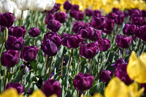 Dark Purple Tulips Surrounded Yellow Tulip Flowers Beautiful Tulips Tulip — Stock Photo, Image