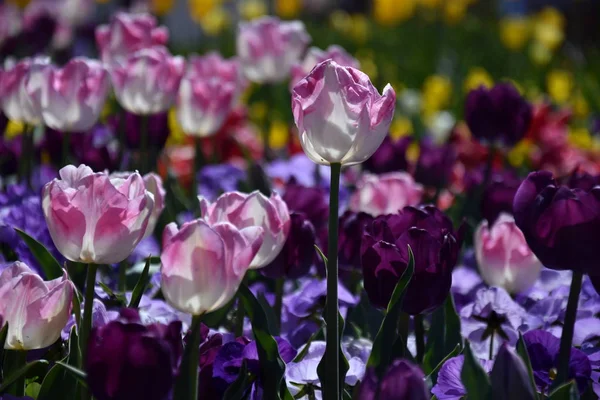 Tulip Kwiat Piękne Tulipany Pola Tulipanów Fioletowym Żółtym Tle Zielonych — Zdjęcie stockowe