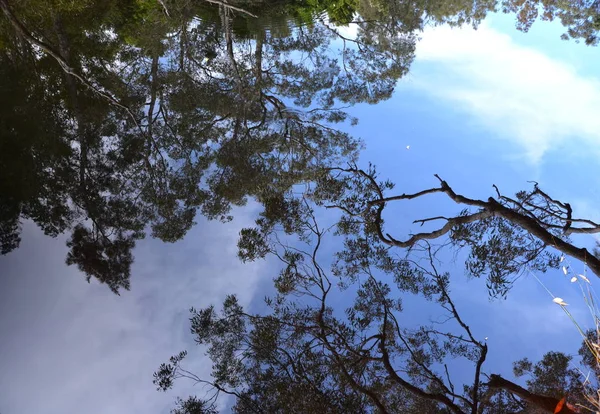 Κατοπτρισμός Δέντρα Και Έναν Μπλε Ουρανό Στο Νερό Λίμνης Υπόβαθρο — Φωτογραφία Αρχείου