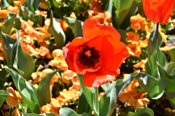 Tulip flower. Beautiful tulips on tulip field with orange flowers and green leaf background. Group of red tulips in the park. Spring landscape.