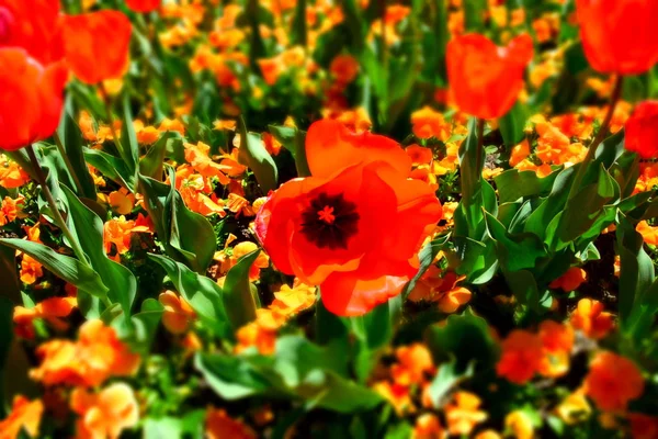 Tulip flower. Beautiful tulips on tulip field with orange flowers and green leaf background. Group of red tulips in the park. Spring landscape.