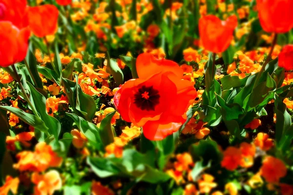 Flor Tulipán Hermosos Tulipanes Campo Tulipanes Con Flores Naranjas Fondo — Foto de Stock