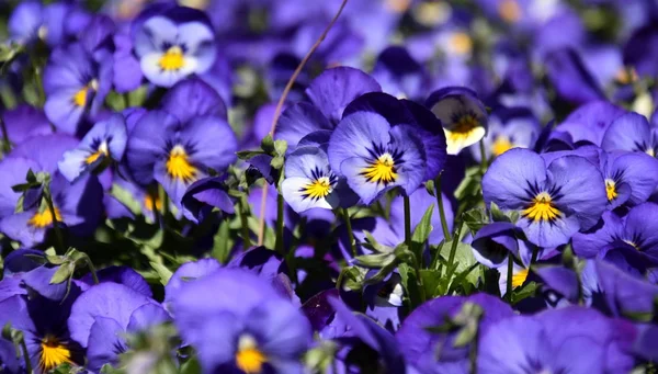 Gros Plan Fleurs Bleues Culottes Fleurissant Dans Jardin Gros Plan — Photo