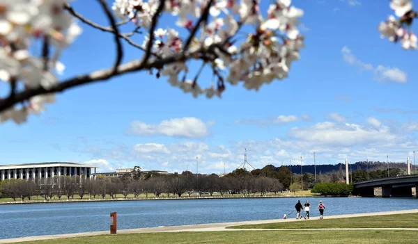 Gente Disfruta Soleada Primavera Canberra Cerezo Floreciendo Largo Pasarela Del — Foto de Stock