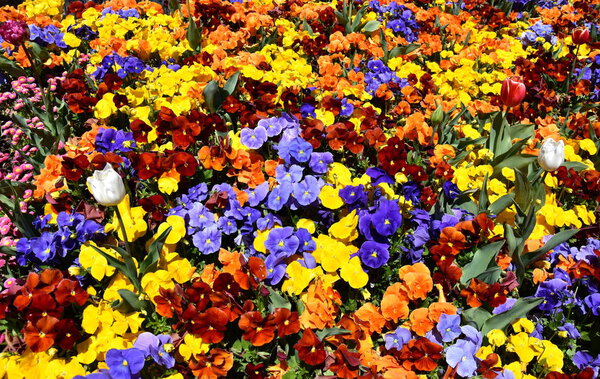Закройте разноцветные (синие, желтые, оранжевые, красные) цветки или пансии, цветущие в саду. Крупный план цветущих весенних цветов. Сезон цветущих трусиков. Весной цветет панзи
.