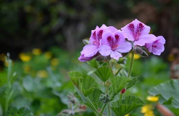 Violette Blüten Von Wilder Geranium Maculatum Aus Nächster Nähe Frühling — Stockfoto