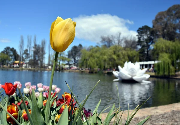 Flor Tulipán Amarillo Contra Cielo Azul Lirio Plástico Grande Agua — Foto de Stock