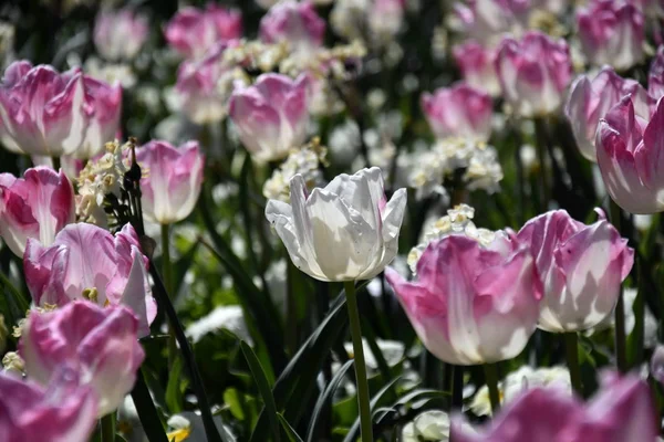 Tulip Kwiat Piękne Tulipany Pola Tulipanów Tle Zielonych Liści Grupa — Zdjęcie stockowe