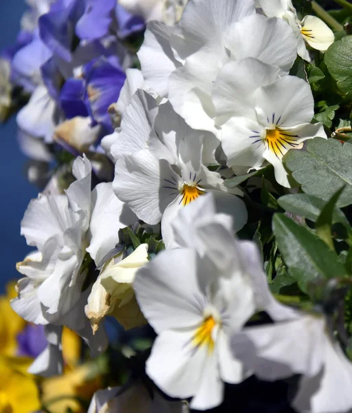 Gros Plan Fleurs Blanches Culottes Fleurissant Dans Jardin Gros Plan — Photo