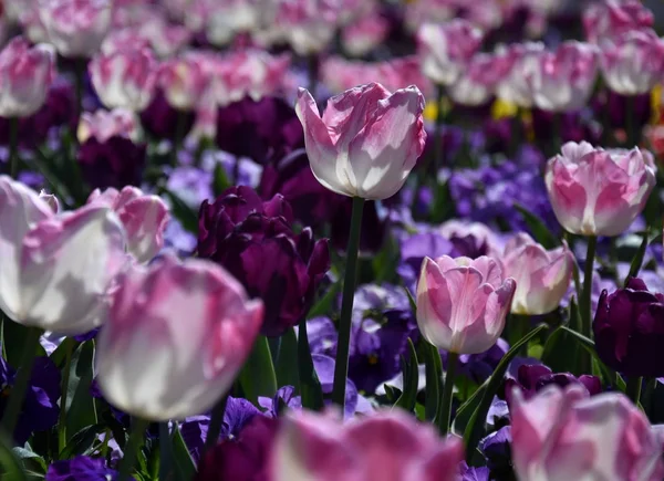 Tulip Kwiat Piękne Tulipany Pola Tulipanów Fioletowym Żółtym Tle Zielonych — Zdjęcie stockowe