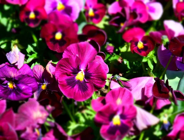 Близько Фіолетових Цукерок Або Трусів Цвітуть Саду Близько Квітучих Весняних — стокове фото