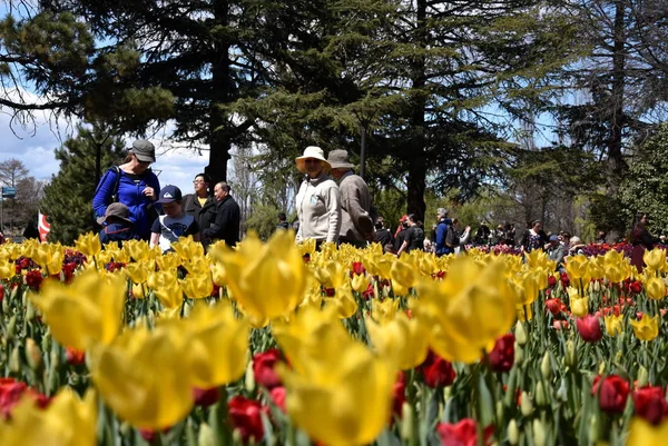 Canberra Australien Sept 2018 Människor Njuta Soliga Våren Samväldet Park — Stockfoto