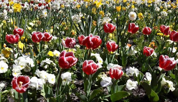 Tulip Kwiat Piękne Tulipany Pola Tulipanów Żółte Kwiaty Tło Zielony — Zdjęcie stockowe