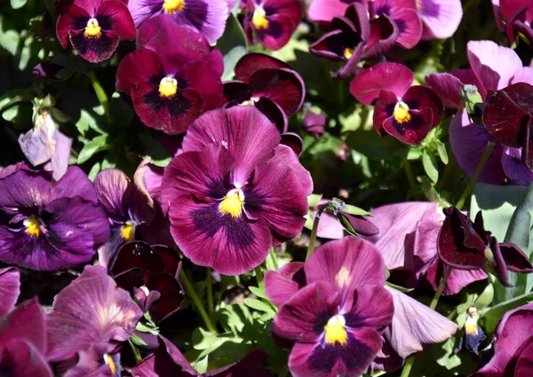 Gros Plan Fleurs Violettes Culottes Fleurissant Dans Jardin Gros Plan — Photo