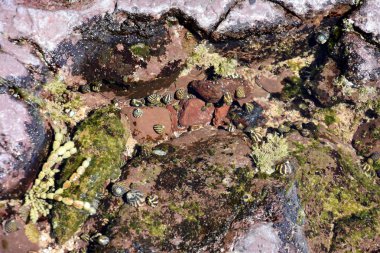 Küçük deniz salyangozları kaya üzerinde büyük bir grup. Çakıl taşları üzerinde dinlenme salyangoz. Kum alt döşeme deniz salyangoz kabukları.