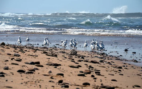 Gaivotas Que Alimentam Longo Praia Areia Costeira Maré Baixa — Fotografia de Stock