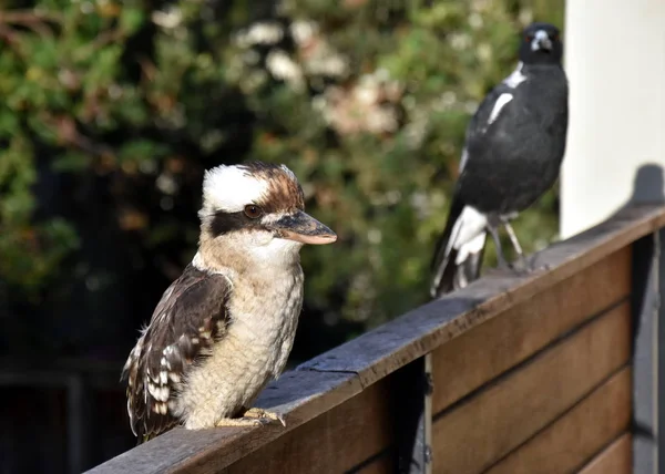 澳大利亚笑 Kookaburra 的肖像 — 图库照片