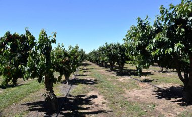 güneşli bir günde meyve bahçesinde büyüyen kiraz ağaçları