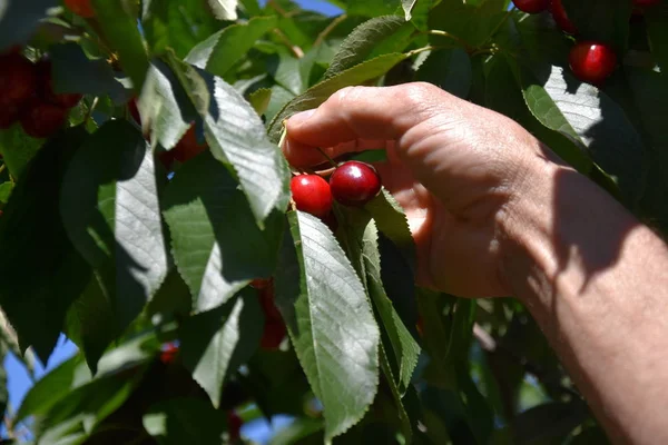 male hand picking red cherries on cherry tree in orchard