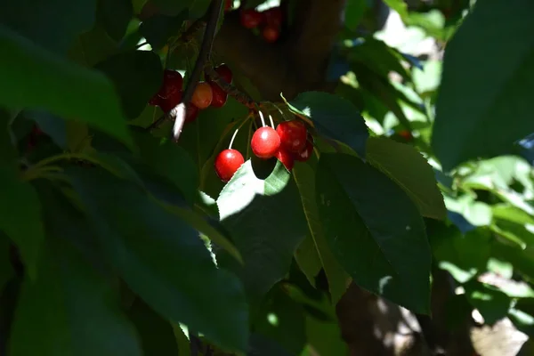 Röda Körsbär Körsbärs Träd Frukt Träd Gård — Stockfoto